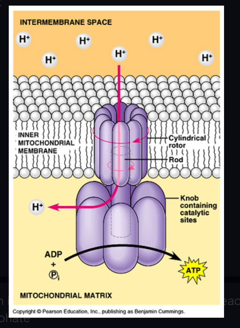 <p>The enzyme that makes ATP from ADP and inorganic phosphate using the H+ gradient</p>