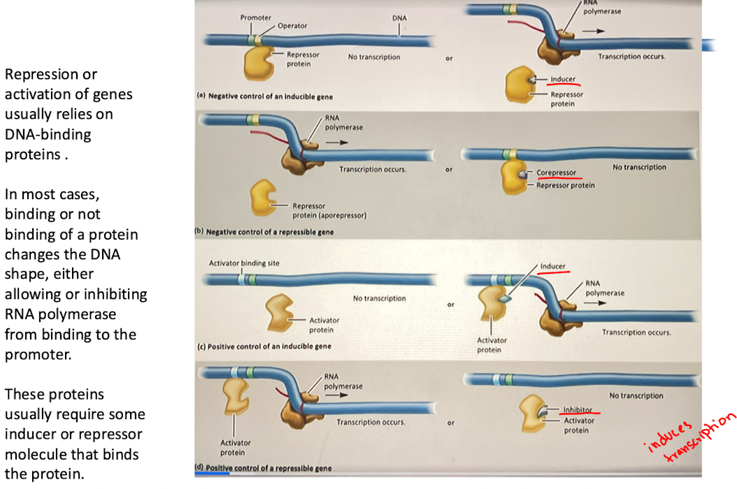 <ul><li><p>activator protein is required for transcription </p></li><li><p>Inhibitor binds to activator, prevents it from binding to DNA, stopping transcription</p></li><li><p>ex. certain metabolic pathways where gene expression stops when end product is abundant</p></li></ul><p></p>