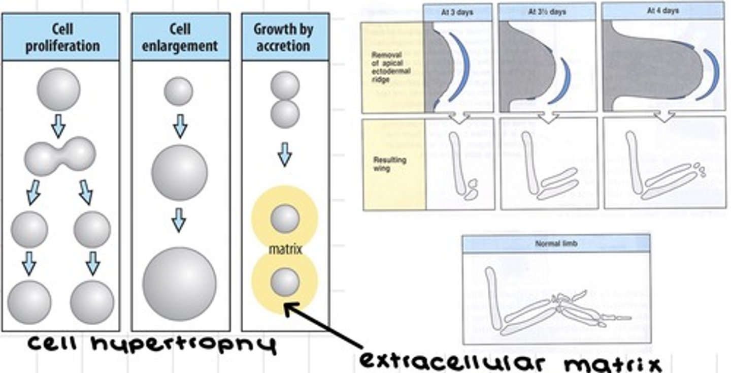 <p>The correct proportions and to drive morphogenesis</p>