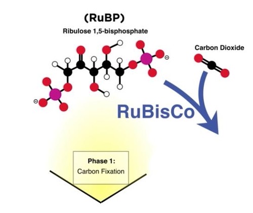 <p>This is the process of CONVERTING carbon from an inorganic form (CO2) to an organic molecule = 3-PGA</p>