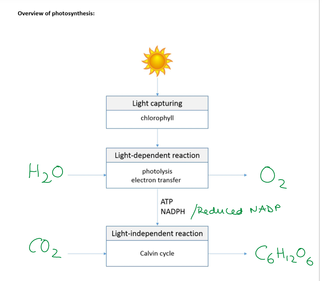 <p>Light dependant reaction LDR</p><p>Light independent reaction LIR</p>