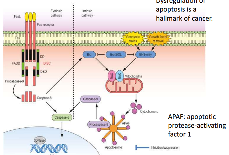<p>Caspase 8 - directly activates caspase 3, intrinsic pathway</p><p>caspase 3 = executioner</p>