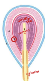 <p>Neural compartment with unmyelinated axon and lamellar cells, intermediate layer of fibrous capsule, non-neural component containing and outer core and capsule</p>
