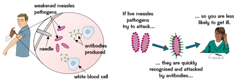 <p>How can vaccination protect from future infections (learn, what &amp; example, after)</p>