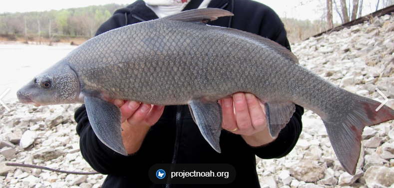 <p>What fish is this and how do you know</p>