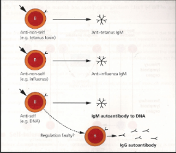 <p>Agonists such as LPS can stimulate many lymphocytes at once, including self-reactive ones that escaped deletion. This leads to high levels of IgM not directed at specific pathogens (e.g., tetanus or flu), with some antibodies targeting self. Normally these self-reactive cells are cleared, but in conditions such as SLE and RA they persist and contribute to disease.</p>