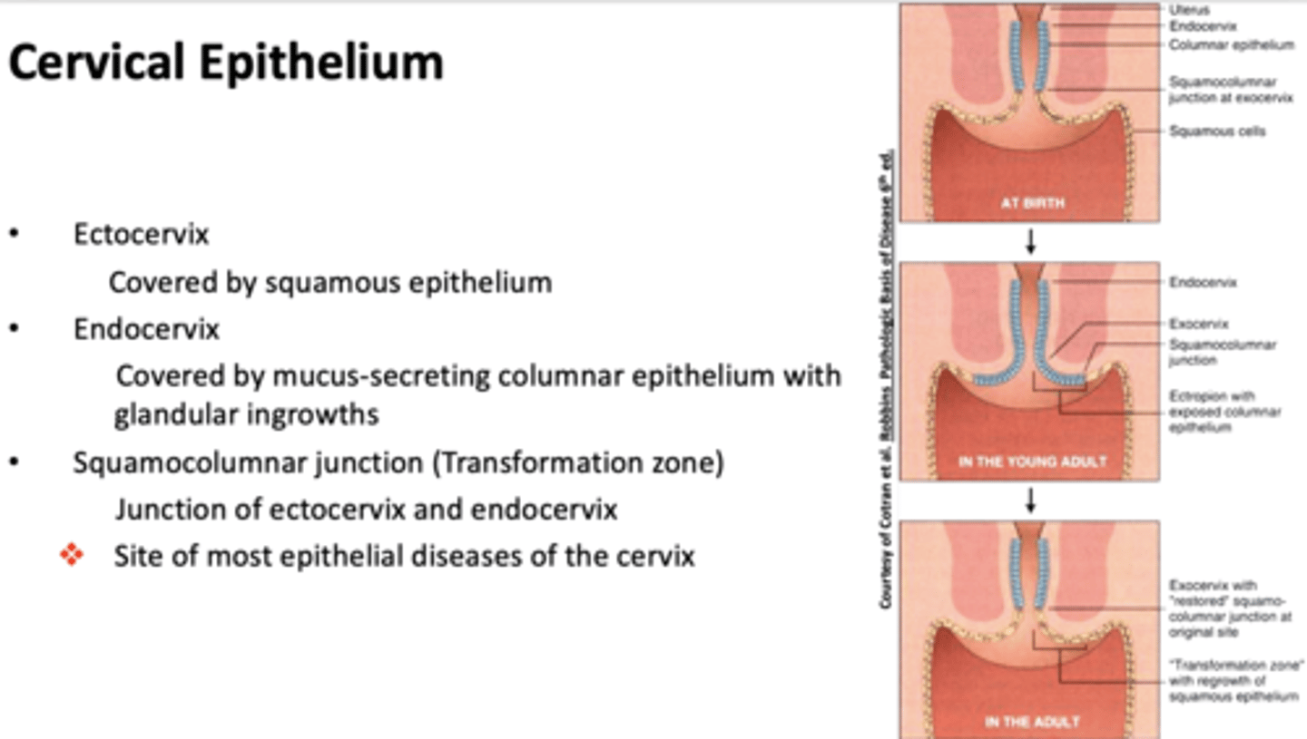<p>squamocolumnar junction (transformation zone)</p>