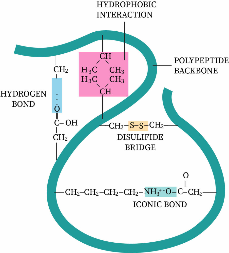 <ul><li><p>further folding of proteins to give it a 3D shape</p></li><li><p>gains a function - structure determined by the R group</p></li><li><p>disulfide bridges, hydrogen + ionic bonding, hydrophobic&amp;phillic interactions </p></li></ul><p></p>