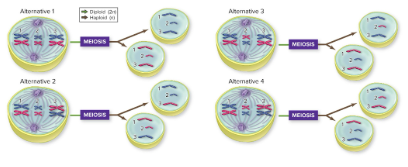 <p><span style="background-color: transparent;"><strong><span>independent assortment</span></strong><span>,</span></span></p>