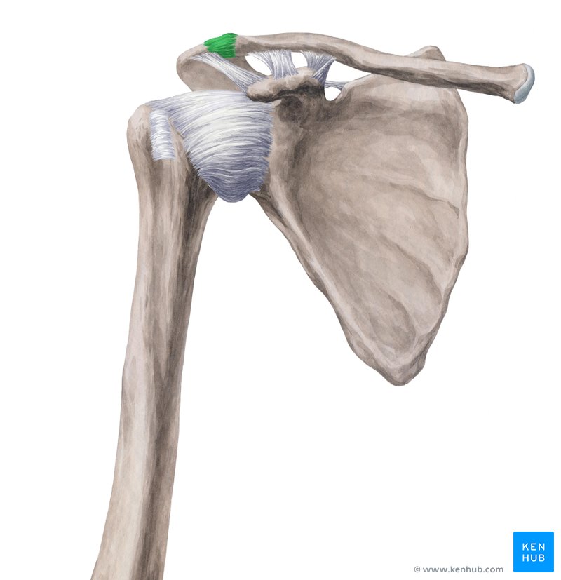 <p>Scapula &amp; Clavicle</p>