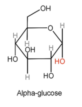 <p>The -OH group produced on carbon 1 is positioned below the plane of the ring.</p>