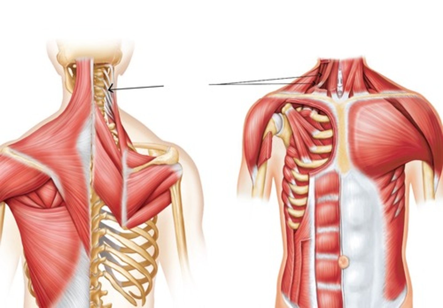 <p>What muscle is this?</p>