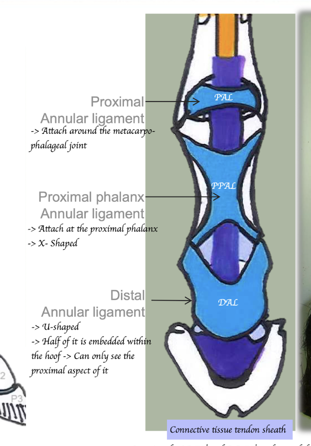 <ol><li><p>Proximal annular ligament </p><ul><li><p>Attach around the metacarpo-phalangeal joint</p></li></ul></li><li><p>Proximal phalanx annular ligament </p><ul><li><p>Attach at the proximal phalanx</p></li></ul></li><li><p>Distal annular ligament </p><ul><li><p>Attach around the distal interphalangeal joint</p></li></ul></li></ol><p></p>