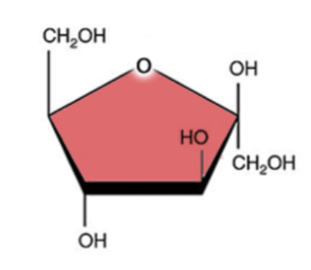 <ul><li><p>5 carbon</p></li><li><p>10 oxygen</p></li><li><p>6 oxygen</p></li></ul>