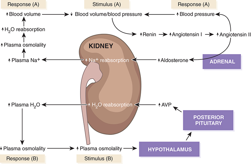 <ul><li><p class="">↓ Blood pressure/volume → Renin release → Angiotensin II → Aldosterone → ↑ Na⁺ reabsorption → ↑ blood volume</p></li><li><p class="">↑ Osmolality → Hypothalamus → Posterior pituitary → AVP → ↑ water reabsorption → ↓ osmolality</p></li></ul><p></p>