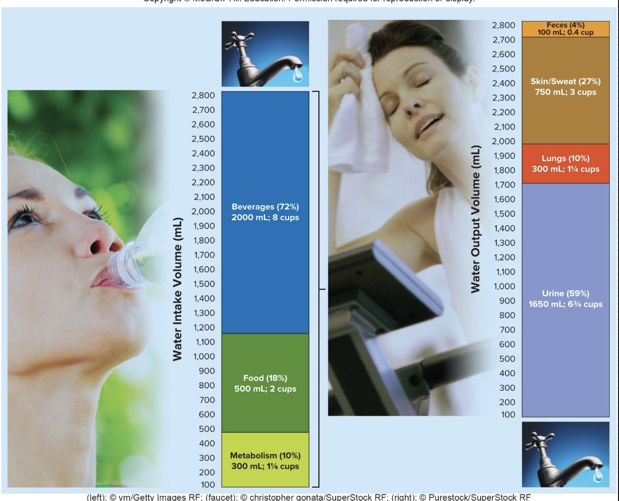 <p>*match up dehydrated vs hydrated state</p><p><u>Sources In</u></p><p>-Beverages: most</p><p>-Food</p><p>-Metabolism: water you make with O2 at end of ETC and H’s from food; soda cans worth a day</p><p><u>Sources Out</u></p><p>-Urine: most</p><p>-skin/sweat: variable; includes everyday “insensible perspiration”, but higher if exercise</p><p>-Lungs:&nbsp;“I can see my breath”; zero if completely humid air</p><p>-Feces: lower if constipiated, higher if diarrhea</p>