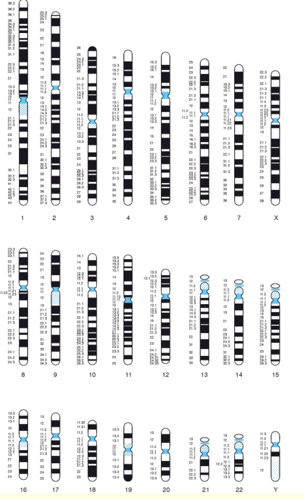 <p>White background single sticks from which karyotype is it with black lines in single sticks</p>