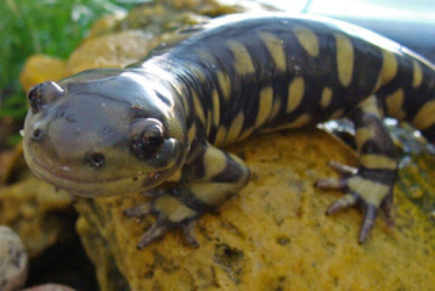 Ambystomatidae - Ambystoma tigrinum
