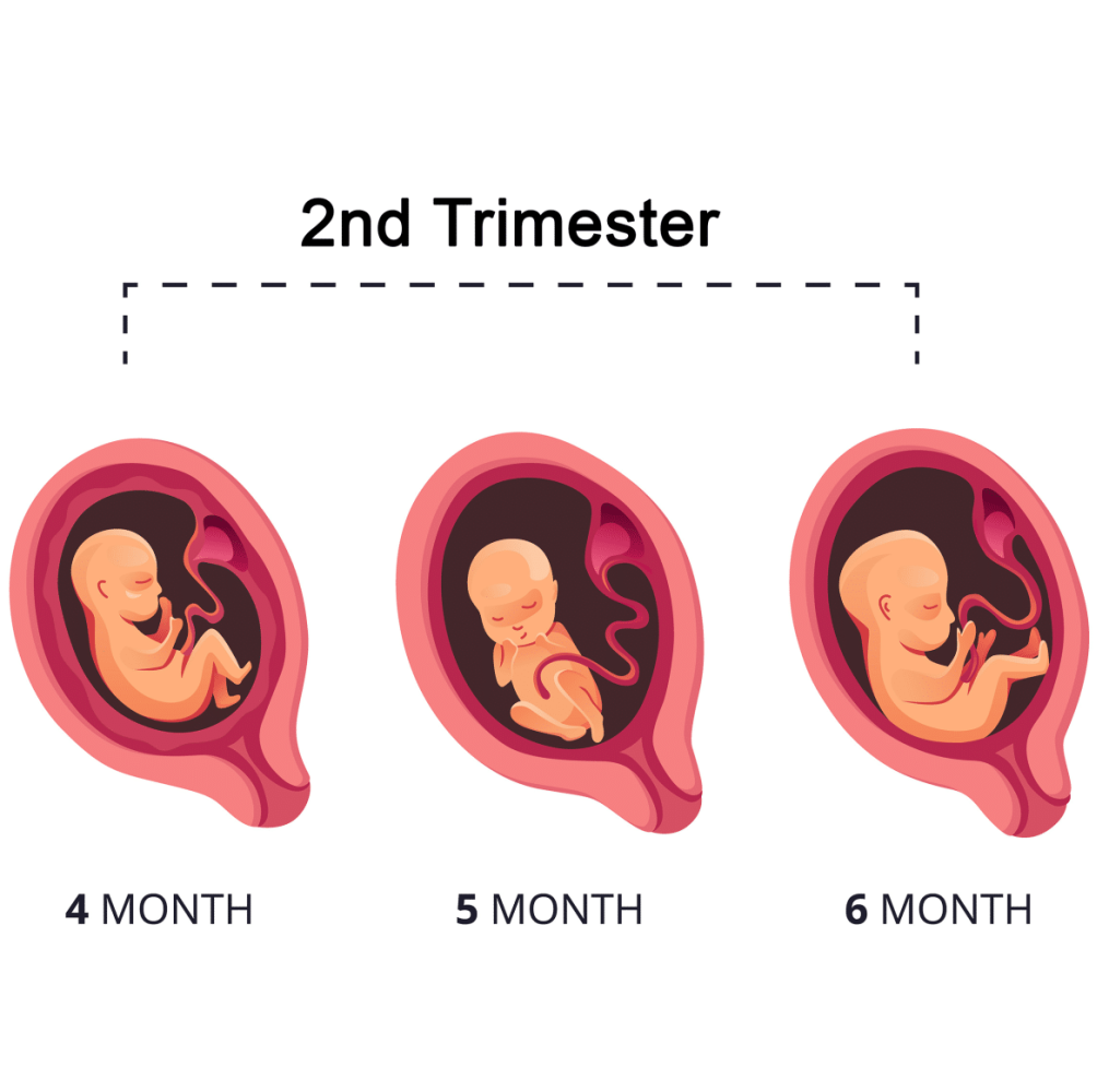 <p>So much growth</p><p>Humanlike face</p><p>Moving a lot</p><p>Toes and fingers elongate</p><p>6 M - 30-36cm</p>