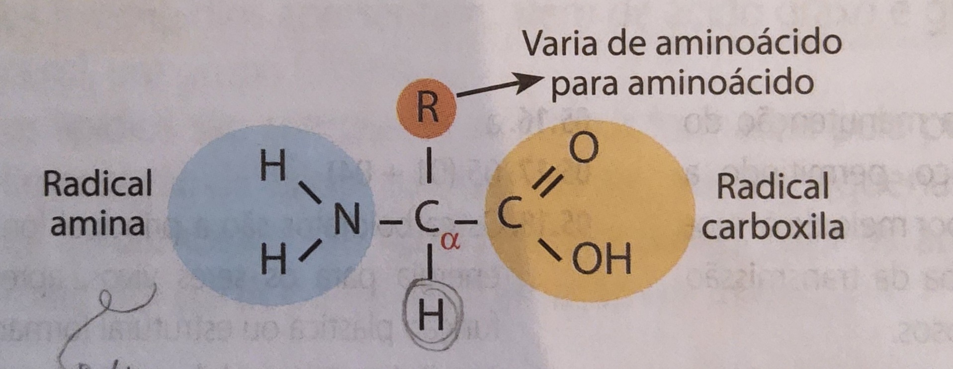 * um carbono alfa que faz quatro ligações

  
  1. radical carboxila
  2. radical amina
  3. hidrogênio
  4. radical que difere de aminoácido para aminoácido