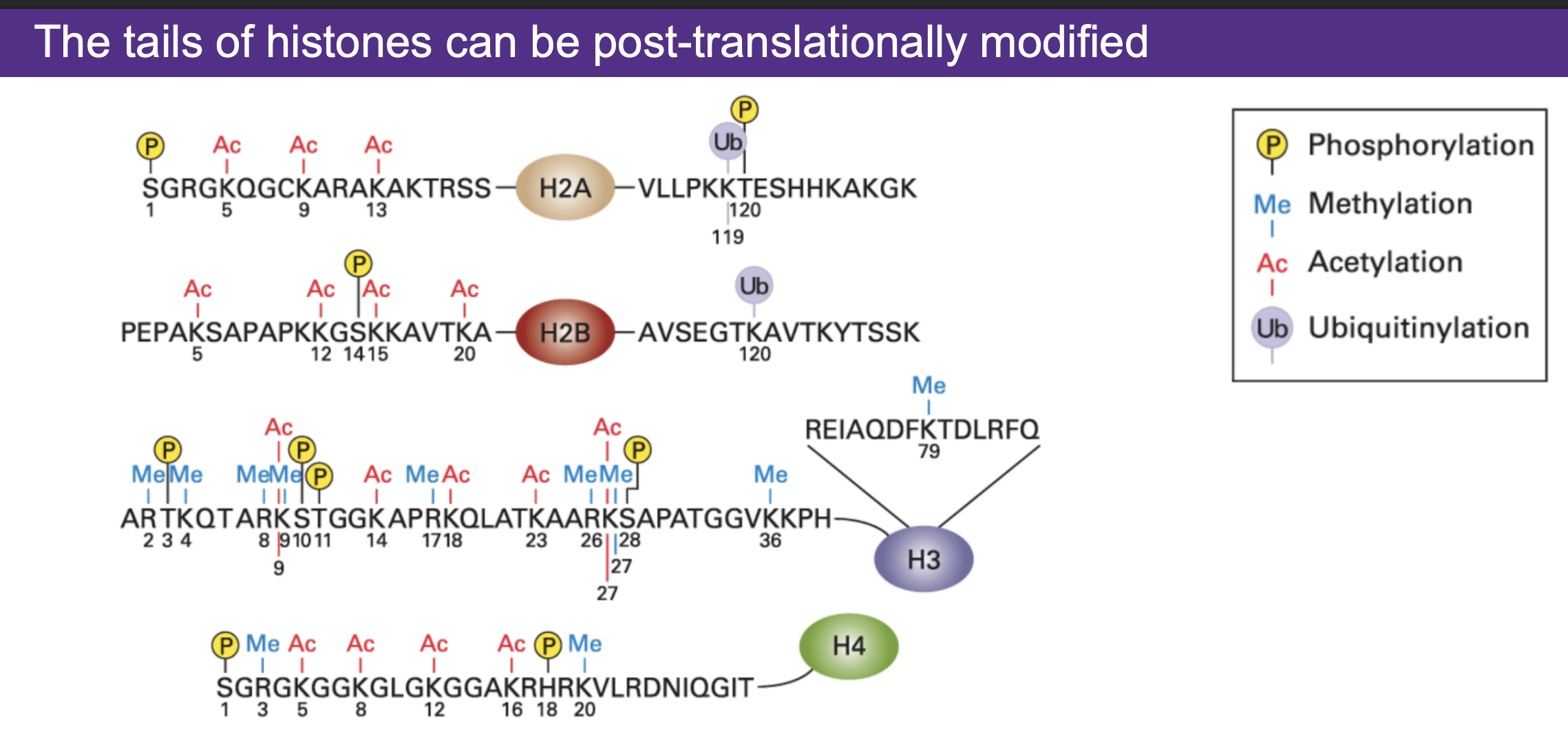 <p>bi-directional</p>