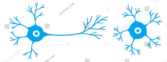 <p>-in between afferent and efferent neurons</p><p>-receive and process info from other neurons</p><p>-multipolar or anaxonic</p><p>-make up 99% of neurons</p>