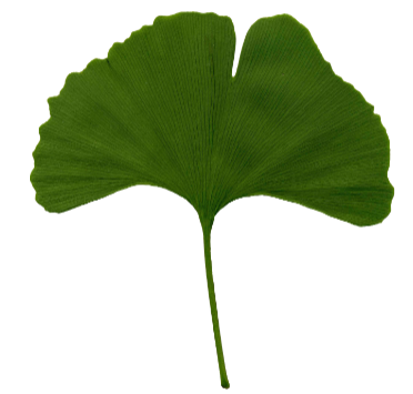 <p>last surviving member of a once more diverse widespread lineage (ginkgoales) and dioecious having motile sperm and produce seeds with a fleshy covering. Divided into 2 lobes</p>