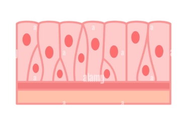 <p>Name this special epithelial cell type</p>