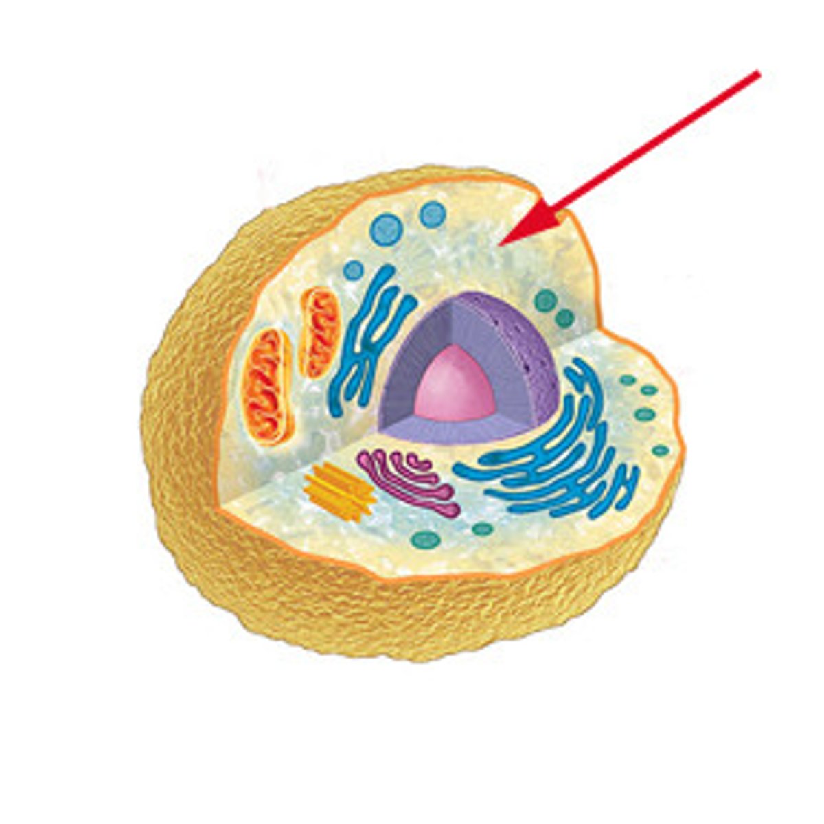 <p>Structure:</p><p>-jelly-like material that is 80% water</p><p>-contains Proteins, Lipids, and Carbohydrates</p><p>Function:</p><p>- gives shape to the cell</p><p>- holds organelles</p><p>-gives shape &structure to cells</p>