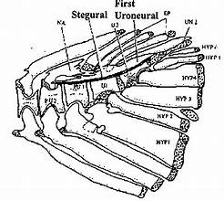 <p>paired, elongated endochondral bones found in the caudal skeleton of certain fish. They project from the lateral surfaces of the urostyle, which is part of the vertebral column. These bones play a role in the structural support of the tail</p>