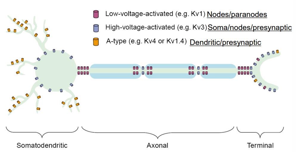 <p>soma/nodes/presyn  terminal</p>