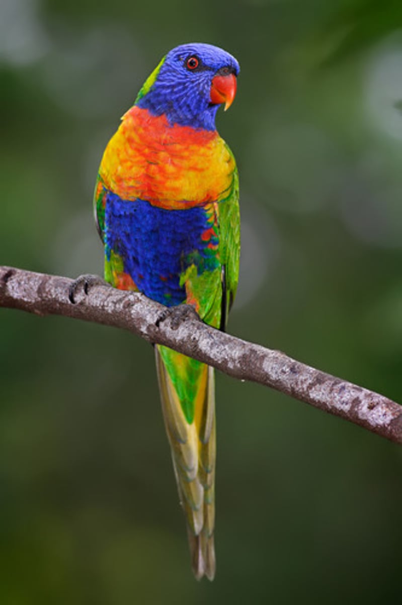 <p>A small, brightly colored parrot. (vẹt lorikeet)</p>