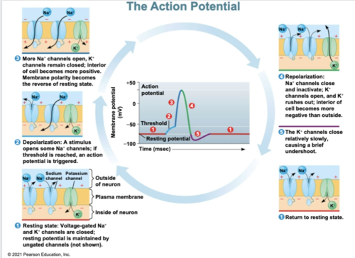 <p>Graph Attached</p>