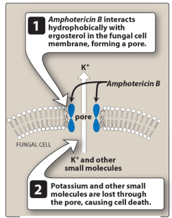 <p>Only available as an <strong>intravenous</strong> – colloidal suspension with <strong>sodium deoxycholate</strong> due to poor water solubility<br>Binds serum lipoproteins, penetrates poorly into <strong>CSF</strong> and other fluids<br>Causes <strong>nephrotoxicity</strong>, <strong>anemia</strong>, and infusion reactions – fever, chills, nausea, myalgias; slow infusion required<br>Lipid-based formulations (<strong>liposomes</strong>) reduce toxicity<br>Broad-spectrum activity – <strong>yeasts</strong>, <strong>Candida spp.</strong>, <strong>Cryptococcus spp.</strong>, molds including <strong>Aspergillus</strong></p>