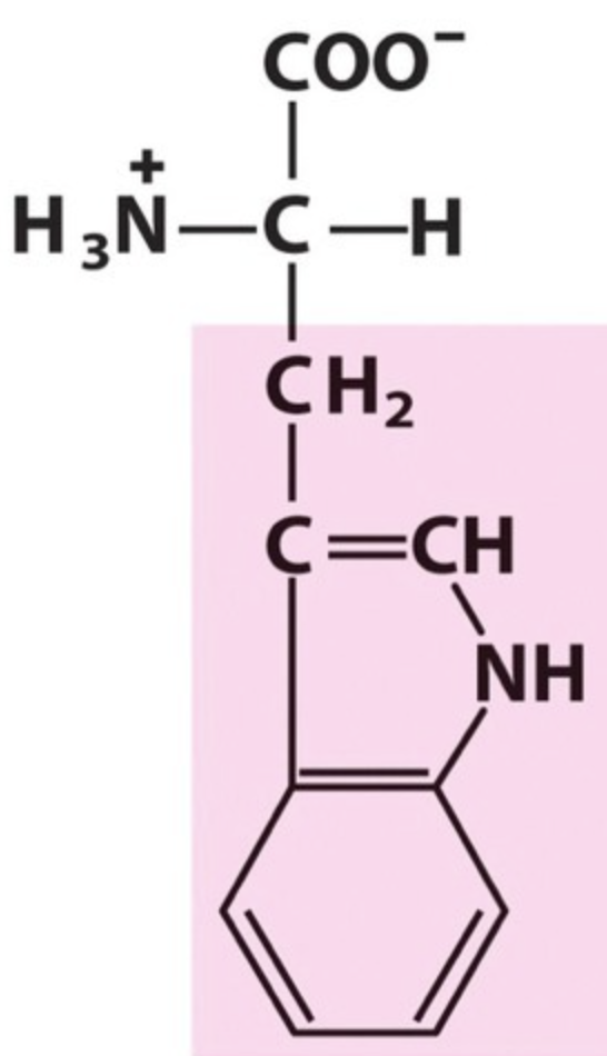<p>Name the amino acid.</p>