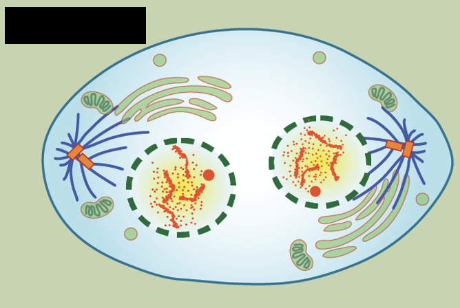 <ul><li><p>chromosomes reach <u>opposite poles</u> &amp; begin to <u>unravel</u></p></li><li><p><u>spindles depolymerize</u> into tubulin monomers that will form cytoskeletal components for daughter cells</p></li><li><p><u>nuclear envelopes form</u> around the chromosomes &amp; nucleosomes appear w/in the near area</p></li></ul><p></p>