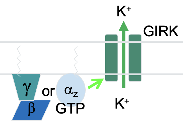 <p><span style="font-family: Arial">Activation of G</span><span style="font-family: Symbol">a</span><span style="font-family: Arial"><sub>z </sub>or other G</span><span style="font-family: Symbol"><sub>bg</sub></span><span style="font-family: Arial"> combinations increases the opening of GIRK (G-protein-gated inwardly-rectifying potassium) channels.</span></p>