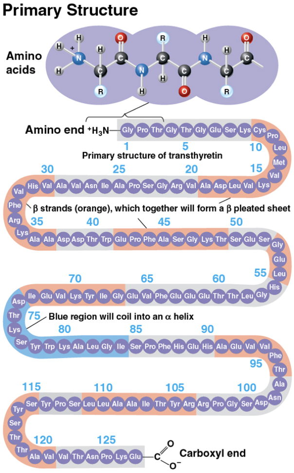 <ul><li><p>a protein’s sequence of amino acids</p><ul><li><p>like the order of letters in a long word</p></li><li><p>determined by inherited genetic information (<strong><u>genes!</u></strong>)</p></li></ul></li></ul><p></p>
