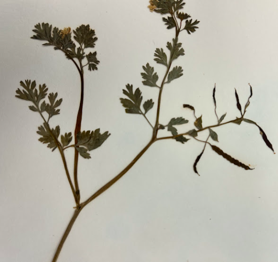 <p>Papaveraceae</p><p><em>Corydalis</em></p>