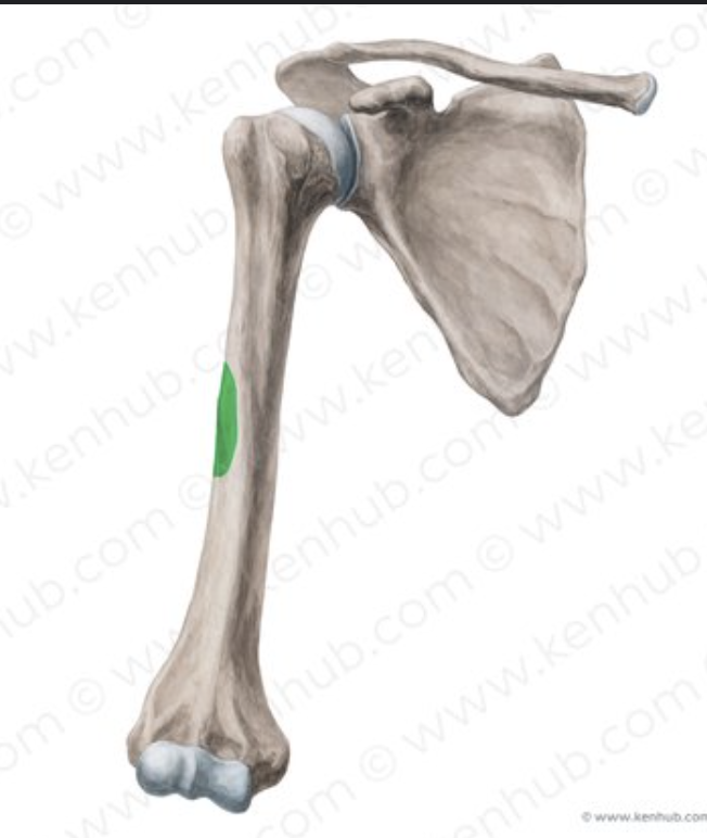 <p>attachment to the deltoid muscle of shoulder</p>