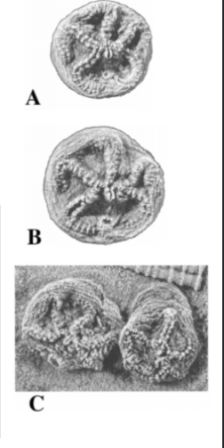 <p>from the Paleozoic era, characterized by a star-like appearance and attachment to the seafloor, known for their unique morphology and role in ancient marine ecosystems. </p>