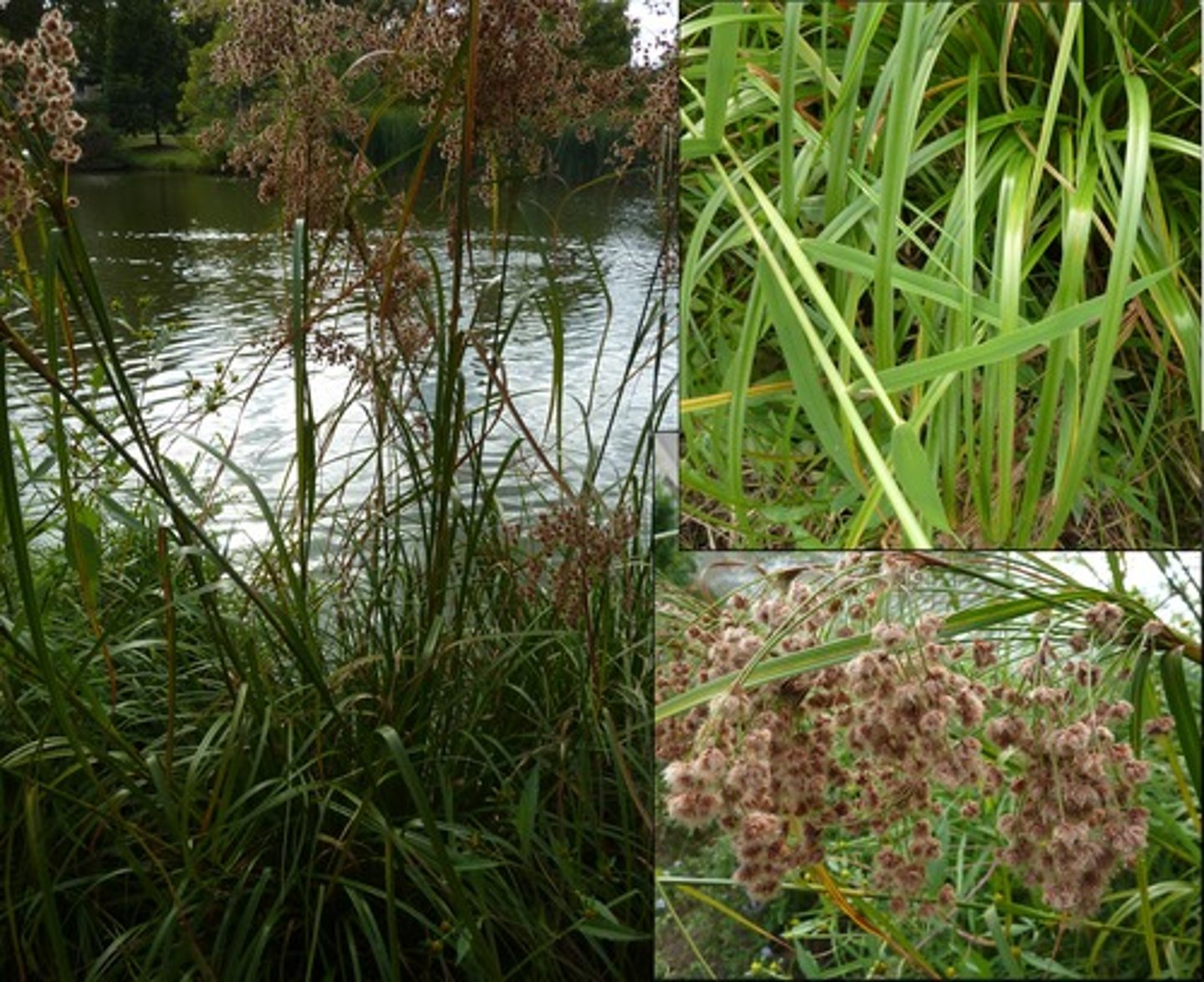 <p>native<br>sedge<br>muskrat, trumpeter swans, canada goose eat<br>waterfowl will eat seeds</p>