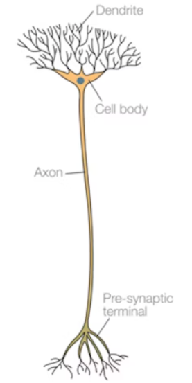 <p>What type of neurone is this? </p>