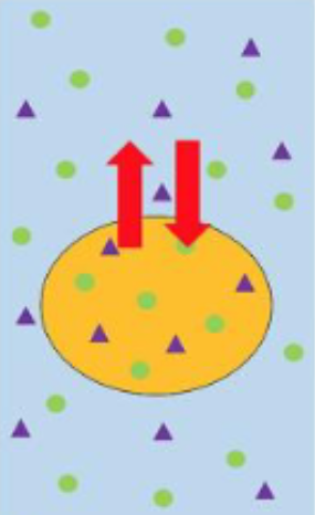 <p>Isotonic cells</p>
