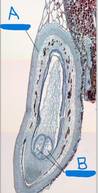 <p>identify life stage and a-b</p>