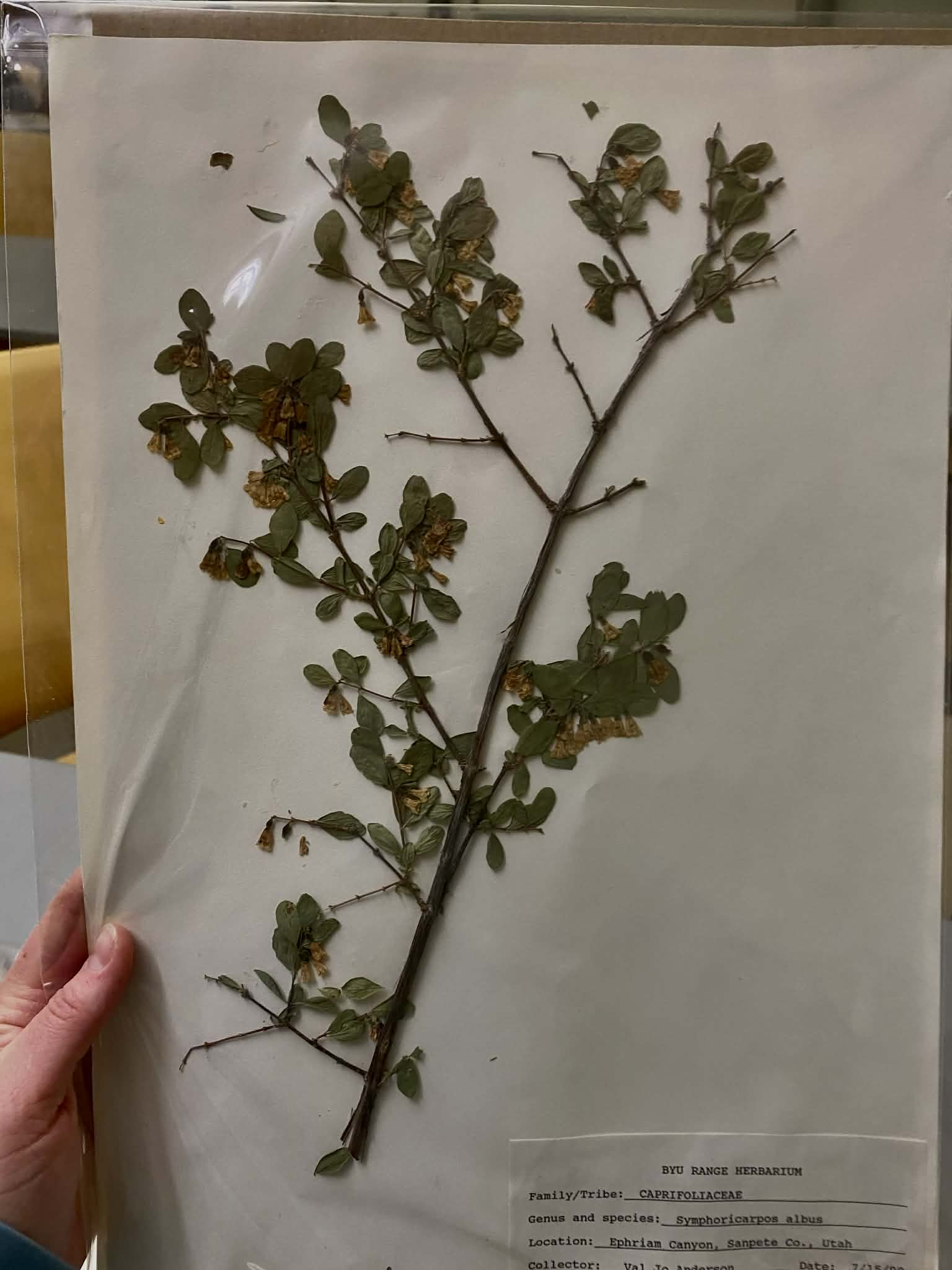 <p>Caprifoliaceae, <span><span>P, N,</span></span> Symphoricarpos albus, Snowberry</p>