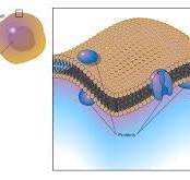 <p>Plasma membrane </p>