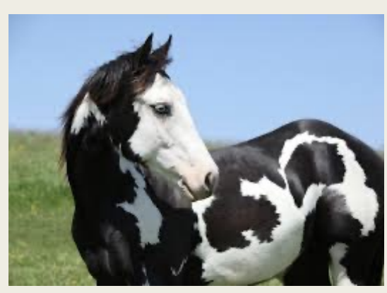 <p>American Paint Horse</p>
