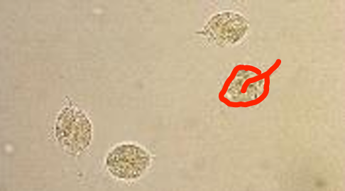 term image