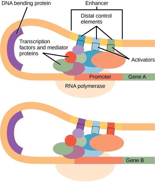 <p>regulatory proteins that bind to DNA at enhancers. When DNA folds so that the enhancer is brought into proximity with the initiation complex, the activator proteins interact with the complex to increase the rate of transcription</p>